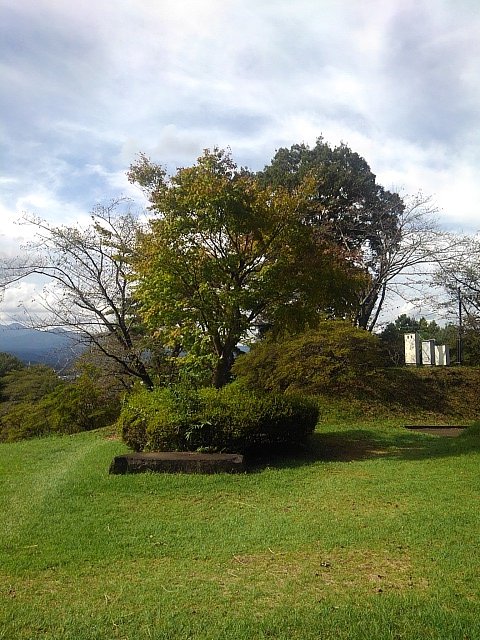 公園の丘のモミジの木