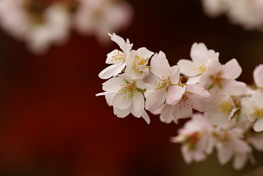 【木】花びら