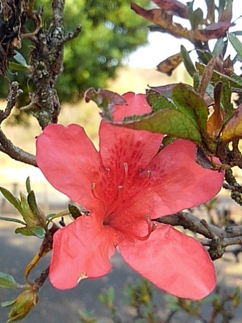 秋に咲く赤いツツジの花
