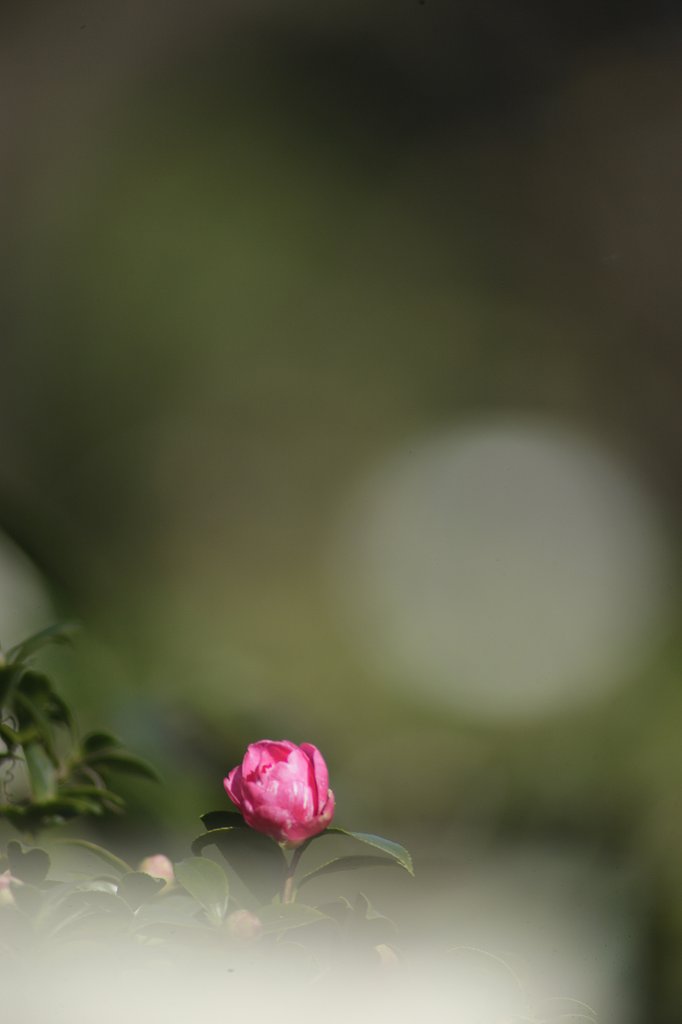 tamron 31a
