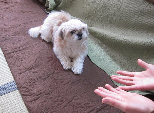 まるちゃん～　おいで～