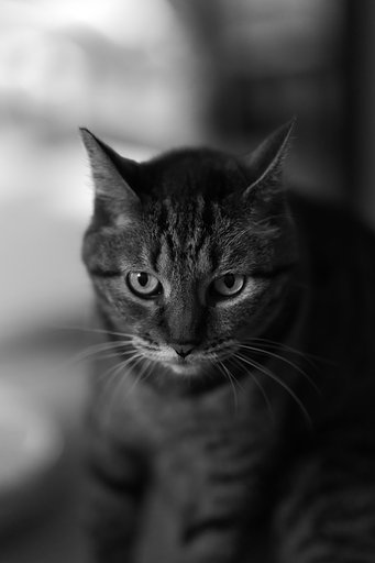 猫の肖像