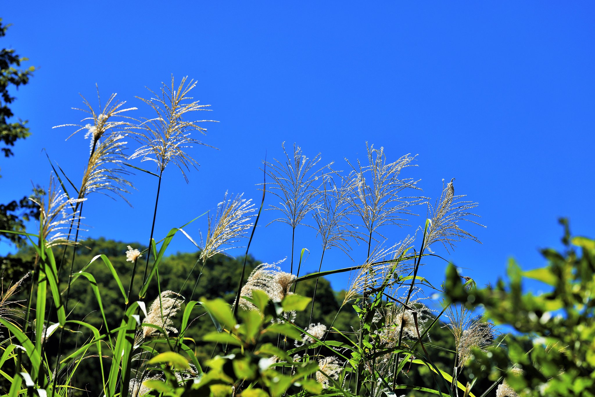 夏空？ 秋空？