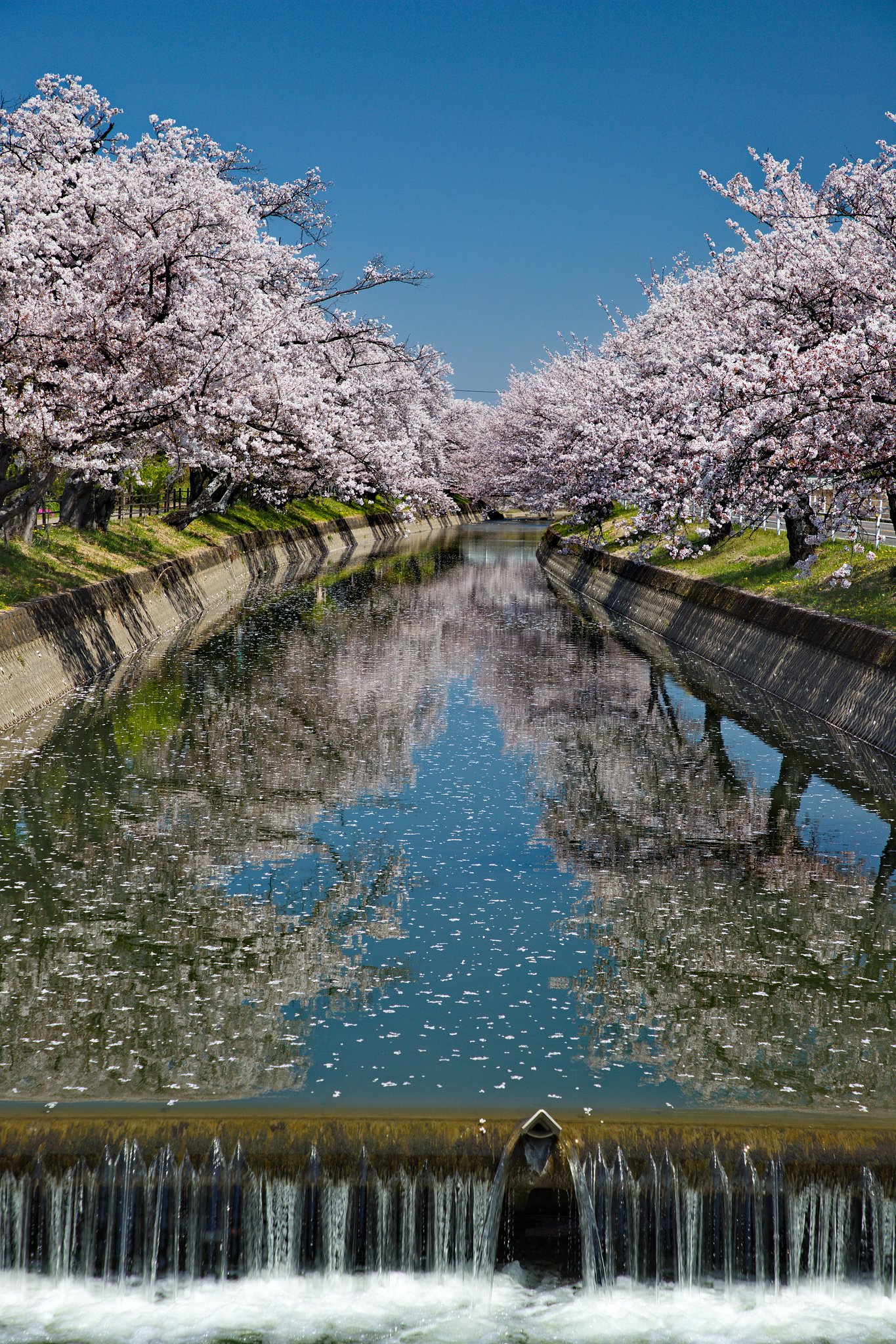 五条川の桜