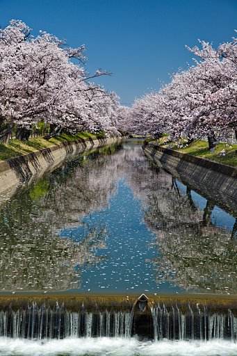 五条川の桜