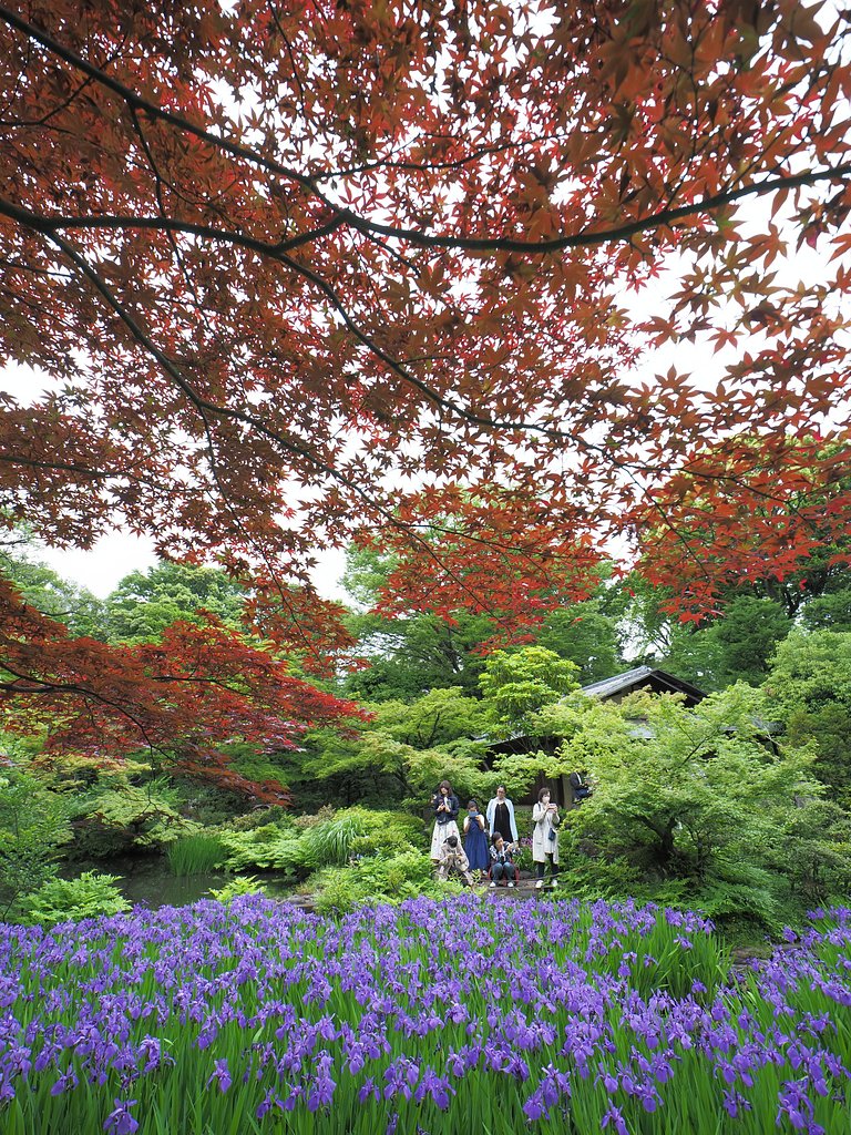 燕子花Photo-3