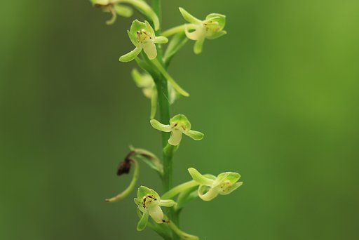 緑陰の蜻蛉たち