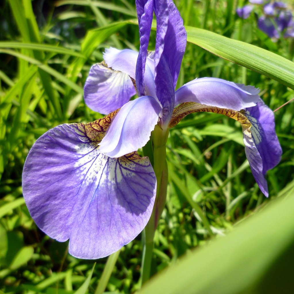 アヤメ科の花