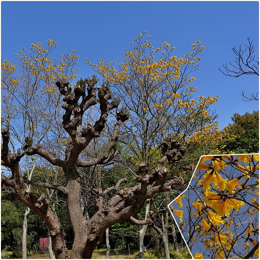 アメリカデゴの木とブラジルの国花