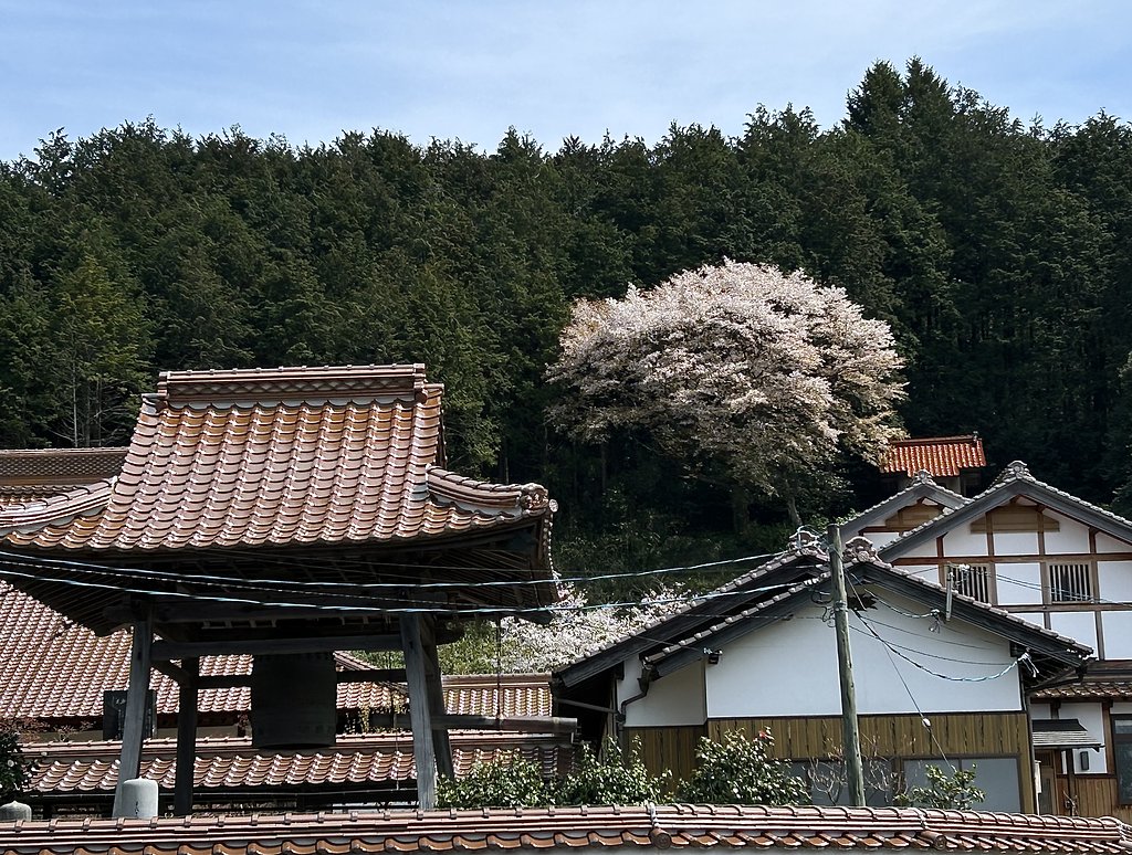 ヤマザクラ