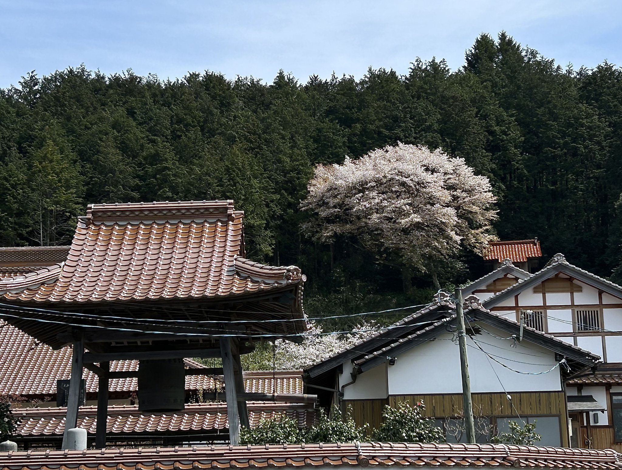 ヤマザクラ