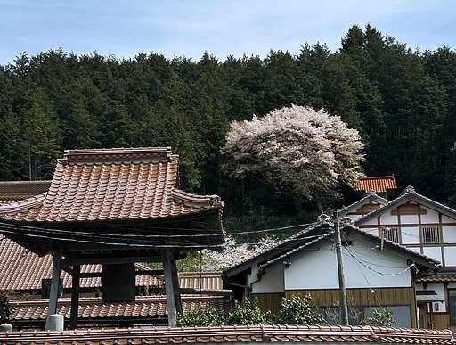 4月6日の写真