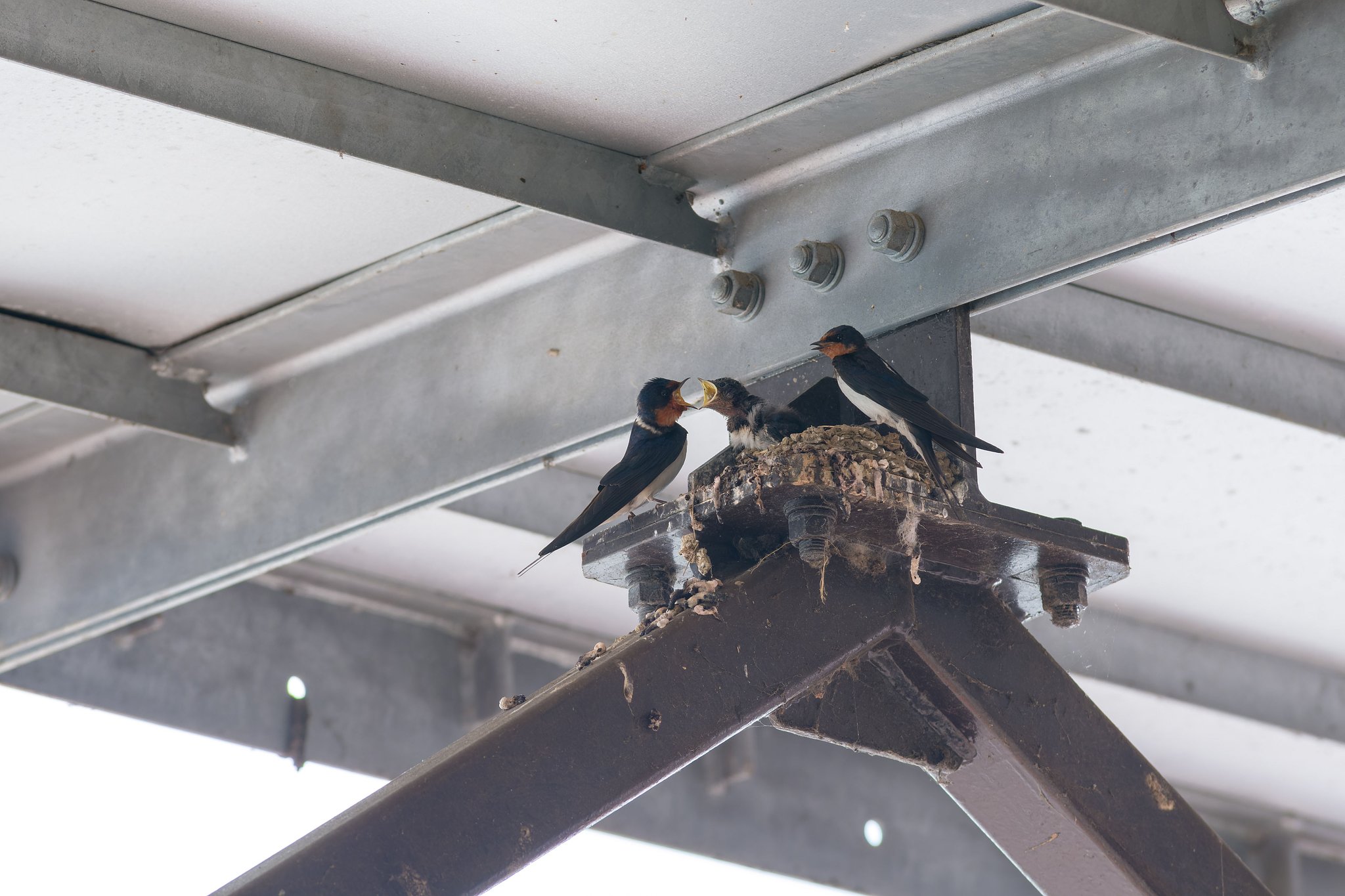 我儘一人っ子