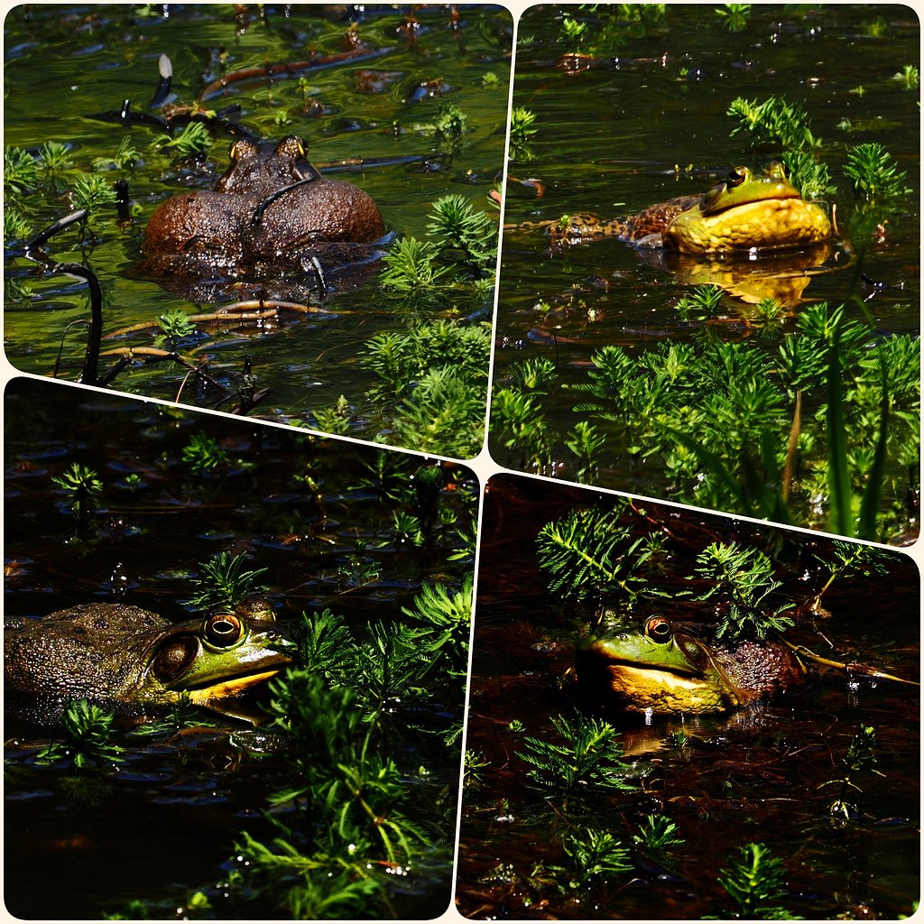 Chorus of Frogs