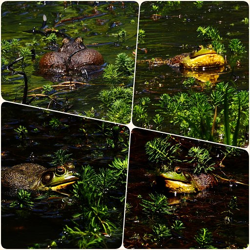 Chorus of Frogs