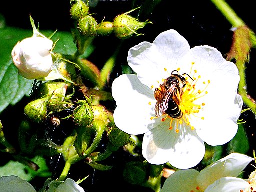 ノイバラと蜂