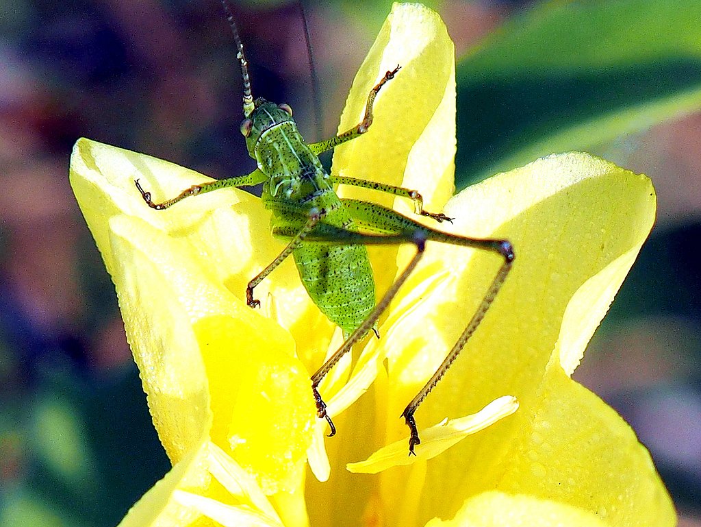 接写して花の中の虫を撮りました。