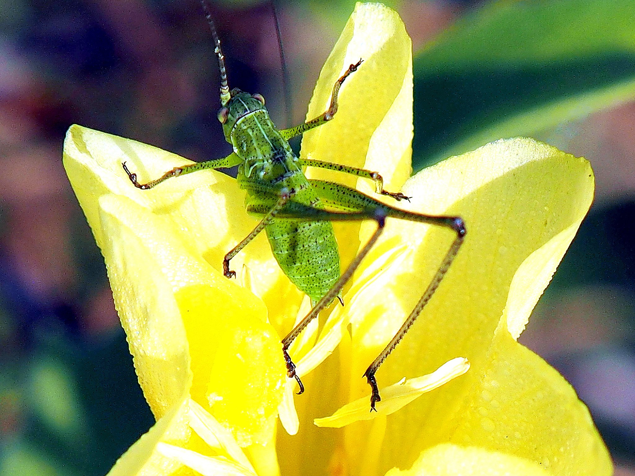 接写して花の中の虫を撮りました。