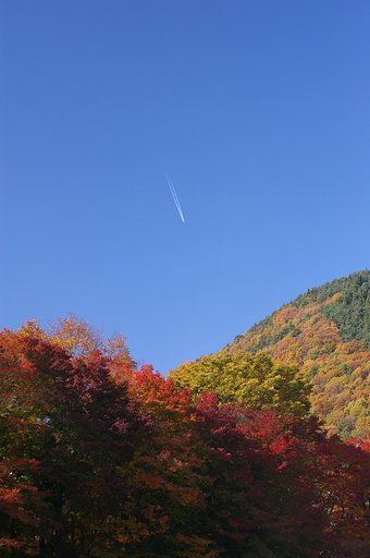 紅葉と飛行機雲