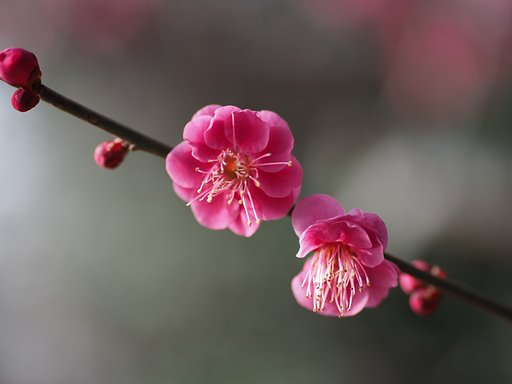 せたがや梅まつり