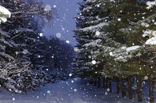 春の雪