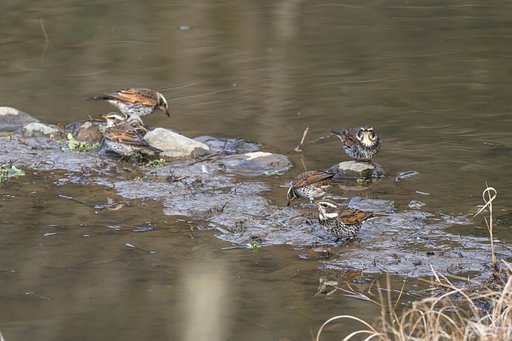 ツグミの横顔