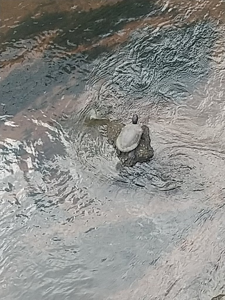 幸運のカメさん