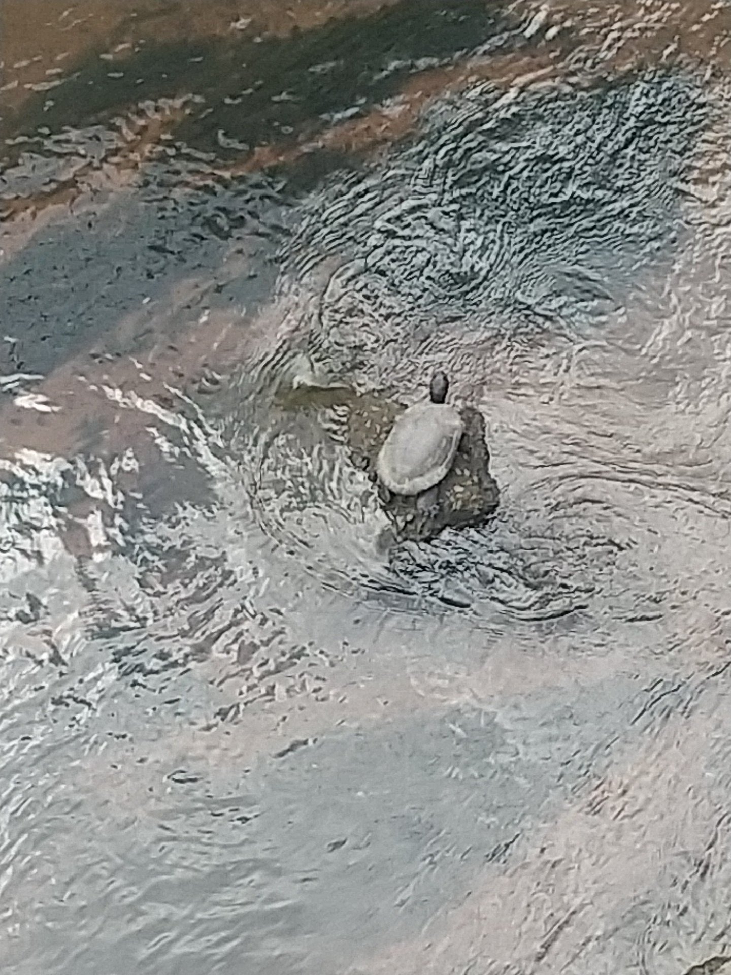 幸運のカメさん