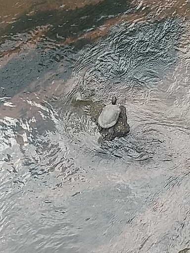 幸運のカメさん