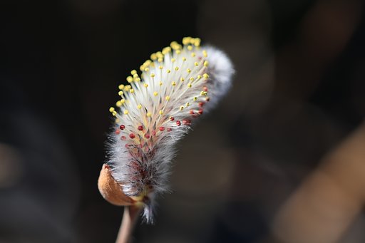 噴花