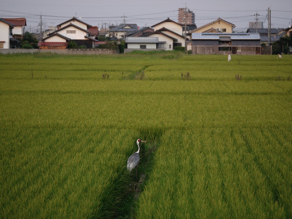 マナヅル　３