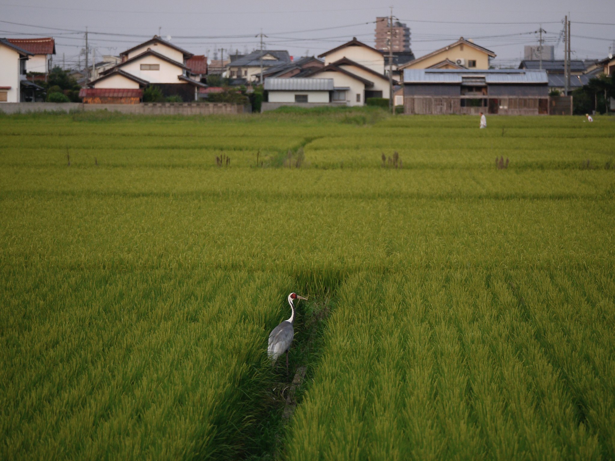 マナヅル　３