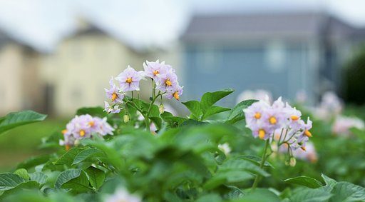 馬鈴薯畑