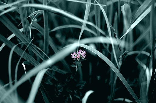 紅一点