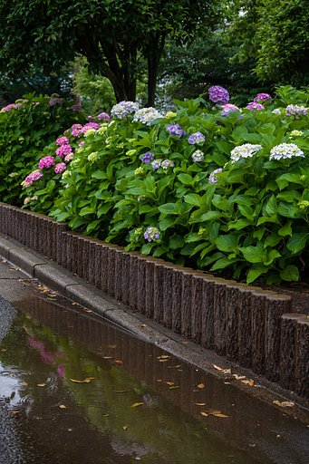 雨の紫陽花