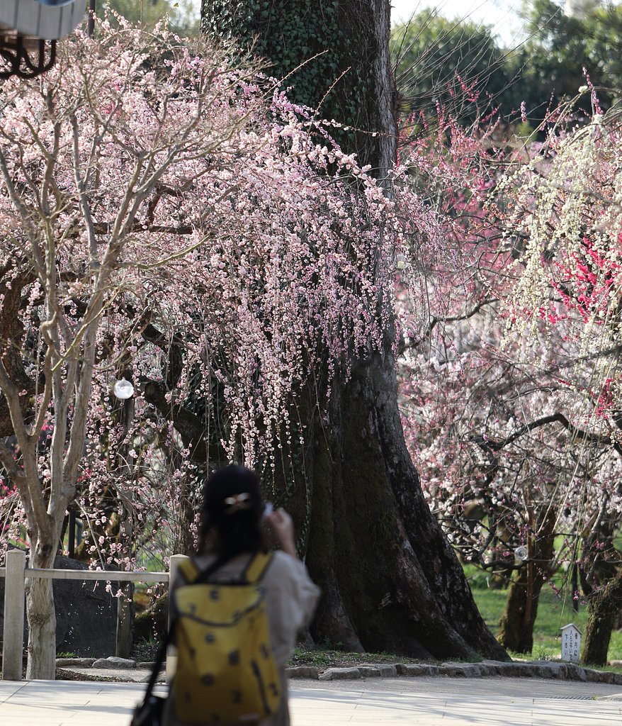 梅は北野に限る
