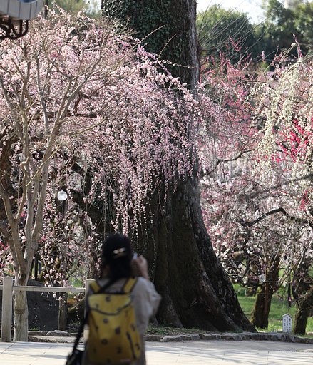 梅は北野に限る