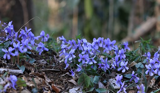 スミレの花咲くころ