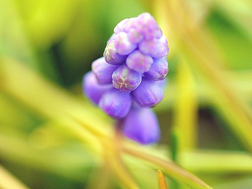 【春到来】路肩の野草中から