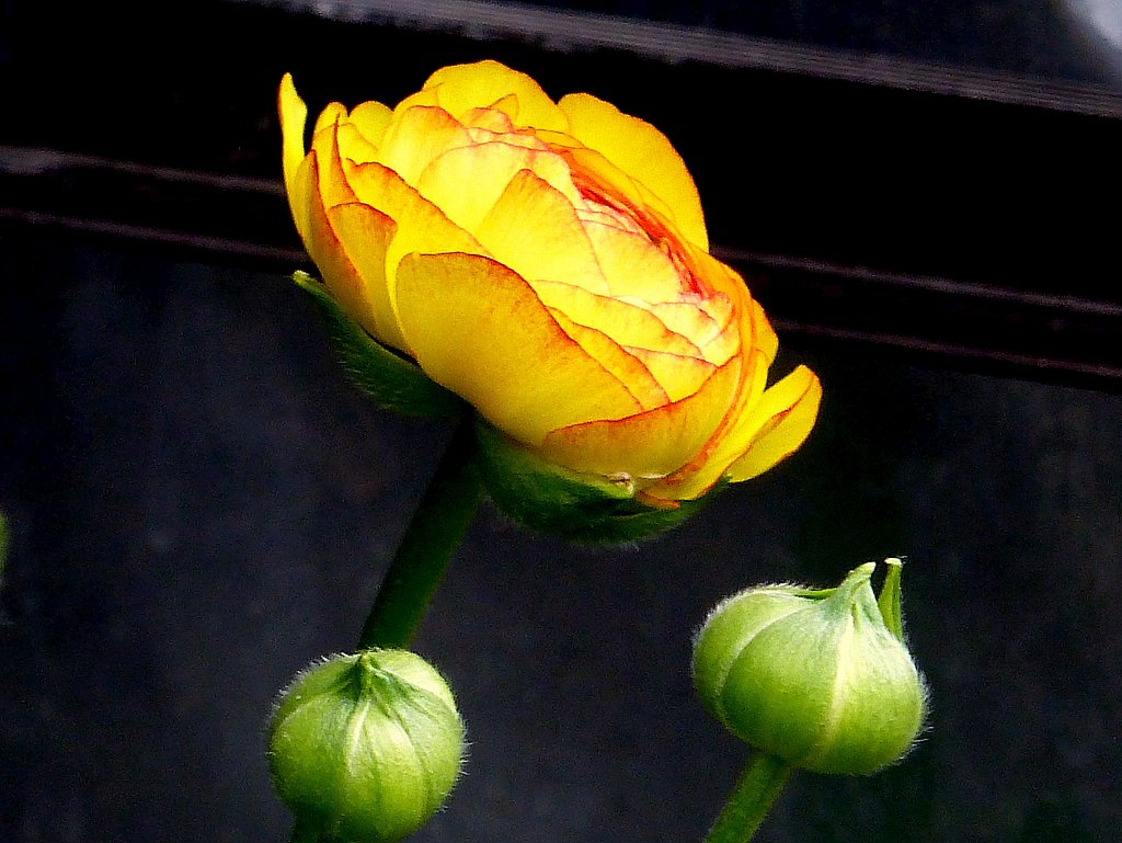 コンデジで3月の庭の花を撮りました。１