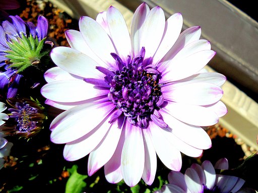 古いコンデジで庭の花を撮りました。　１