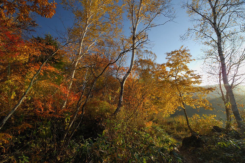 西日の中の紅葉