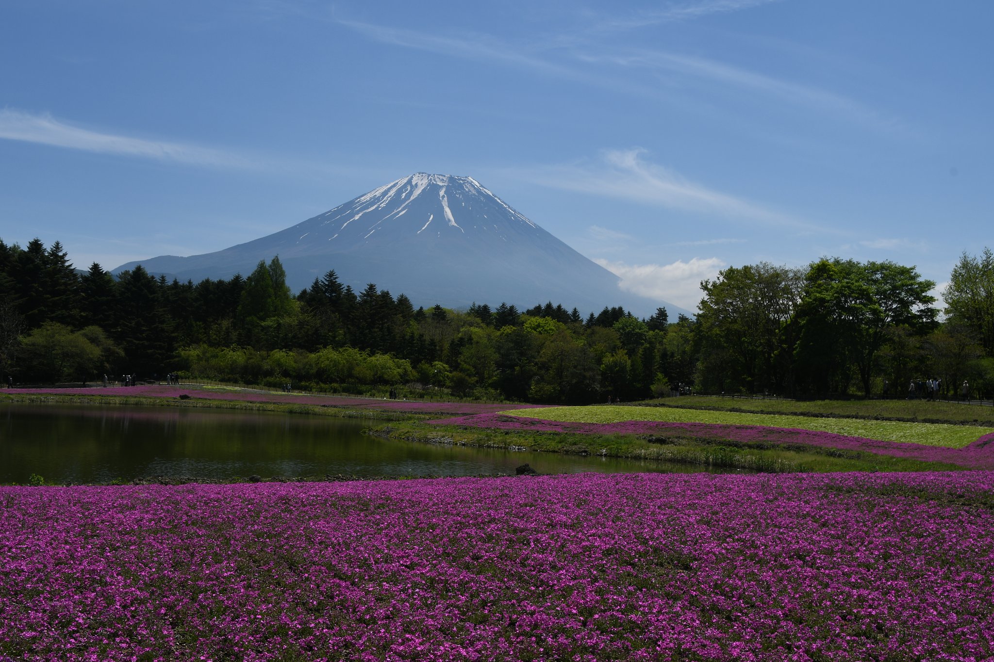 芝桜