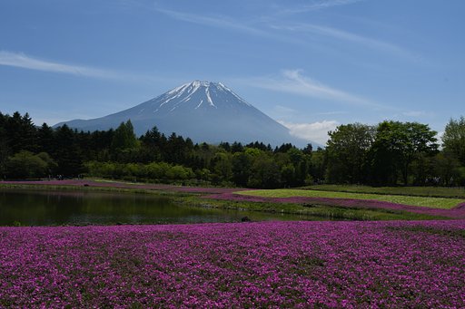 芝桜
