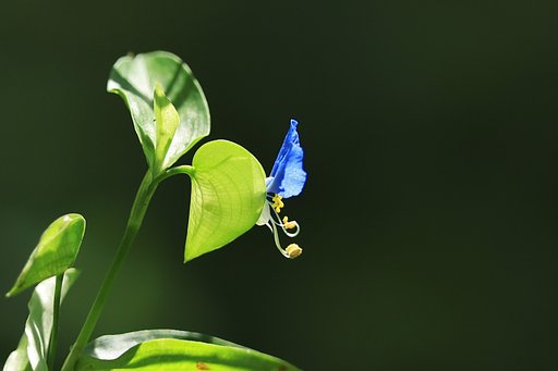 輝く横顔