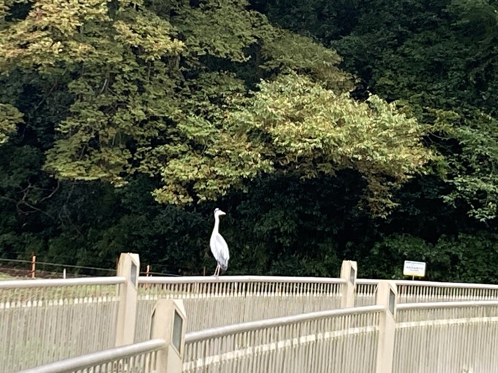 アオサギ