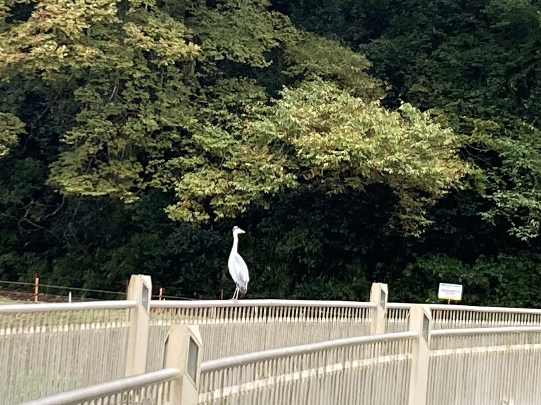 アオサギ