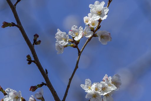 桜、清々しく