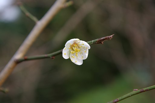 秋の梅
