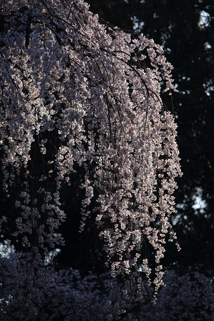 京都御所の枝垂れ桜